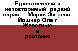 Единственный и неповторимый, редкий окрас. - Марий Эл респ., Йошкар-Ола г. Животные и растения » Кошки   . Марий Эл респ.,Йошкар-Ола г.